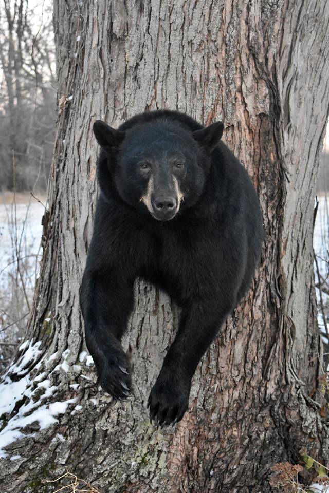 Bear Taxidermist